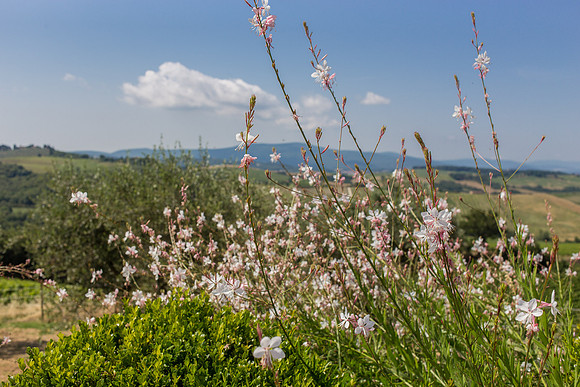wedding-tuscany-locanda-lepiazze-025