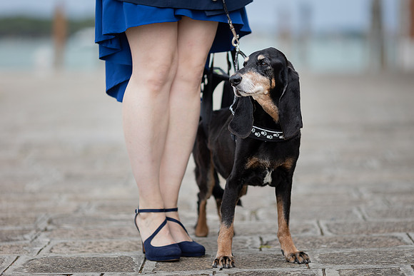Close-up of dog in Venice.